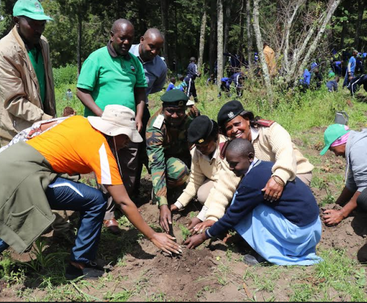 Tree planting